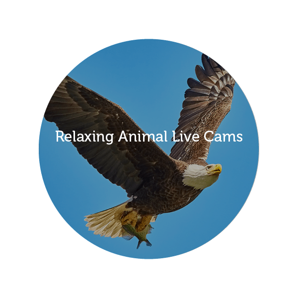 Relaxing Animal Live Cams