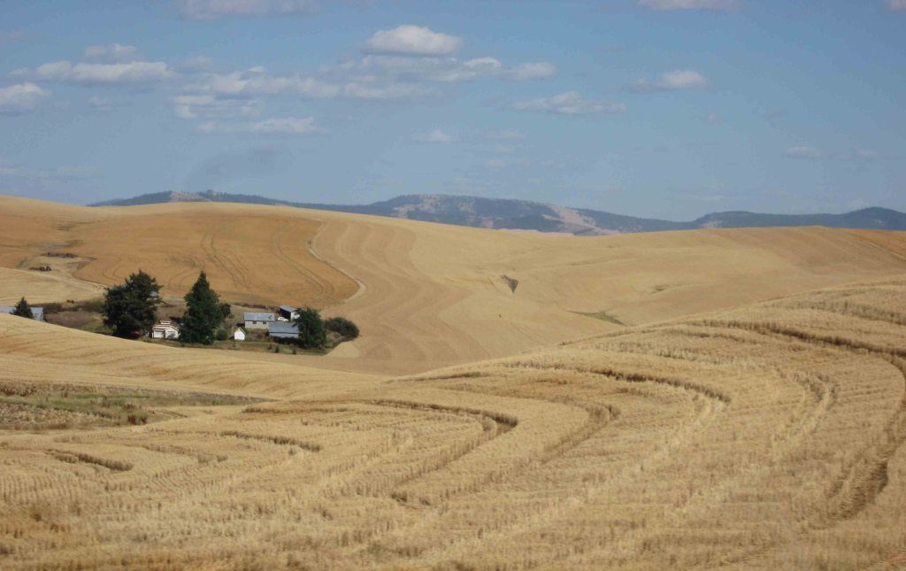 Eastern Washington Wheat Farm