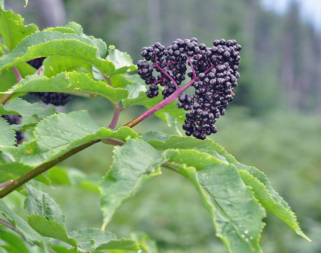 Flora of Eastern Washington Image: Luzula multiflora 7