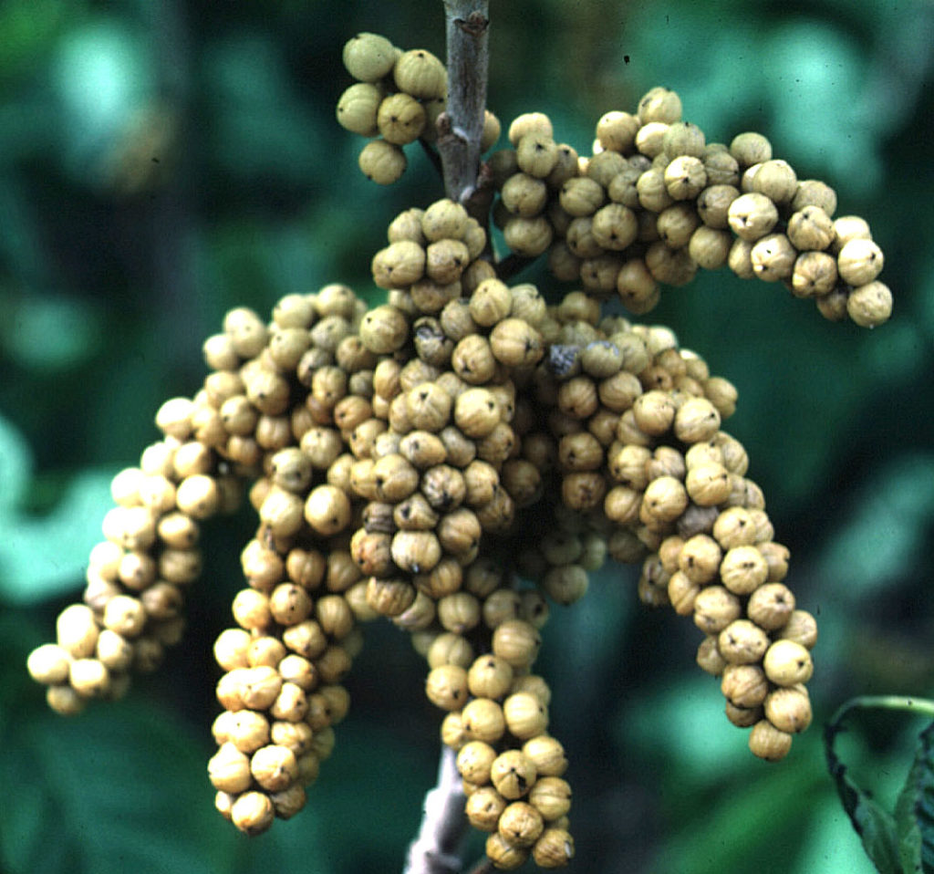 Flora of Eastern Washington Image: Toxicodendron rydbergii zoom in on bulbs in nature