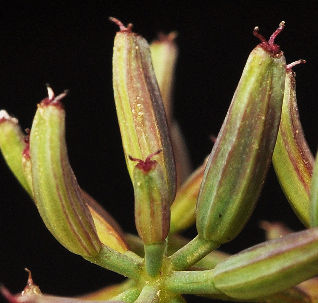 Flora of Eastern Washington Image: Tauschia hooveri non bloomed bulbs side profile in lab