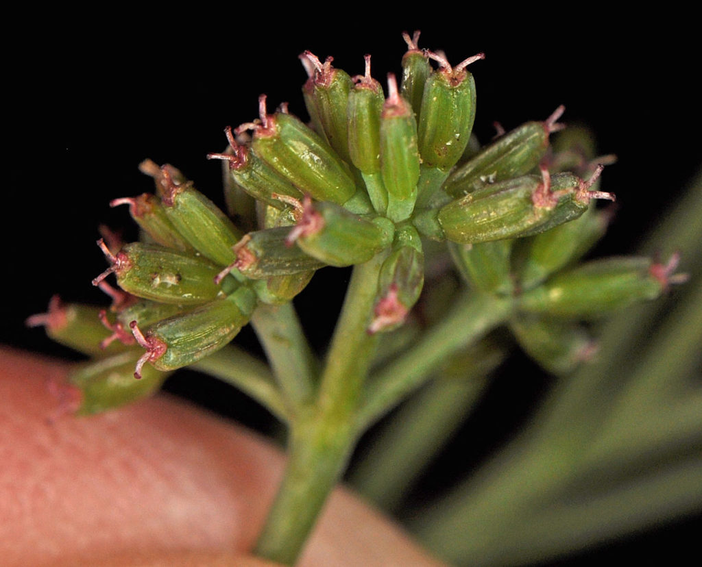 Flora of Eastern Washington Image: Tauschia hooveri zoom of bulb