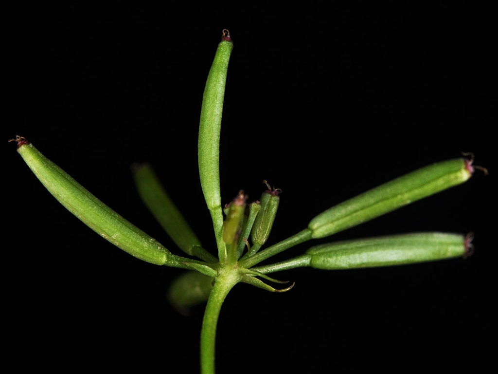 Flora of Eastern Washington Image: Tauschia tenuissima branching point zoomed in
