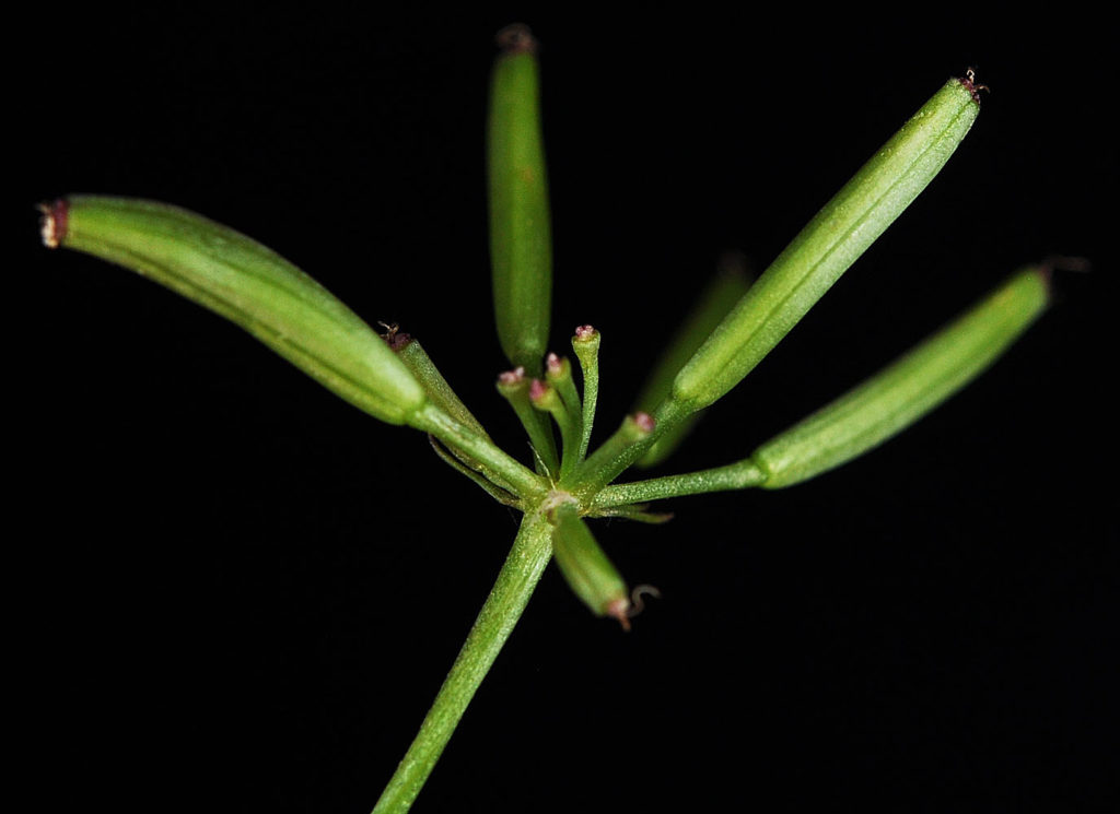 Flora of Eastern Washington Image: Tauschia tenuissima top view of leaves and stem