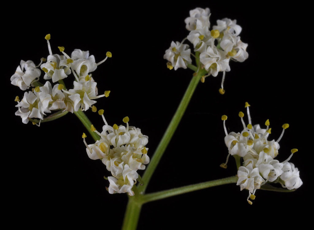 Flora of Eastern Washington Image: Tauschia tenuissima top down stem and flowers