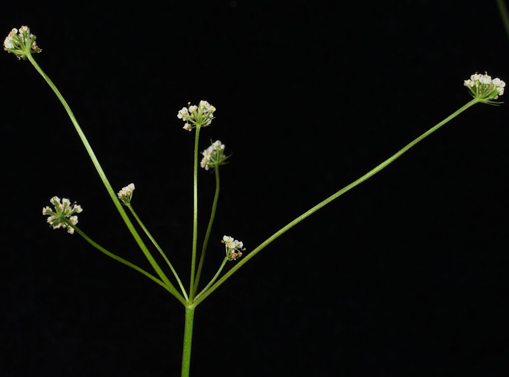 Flora of Eastern Washington Image: Tauschia tenuissima many branches in lab