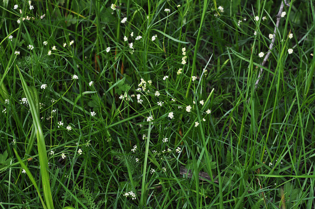 Flora of Eastern Washington Image: Tauschia tenuissima fulll plant in nature