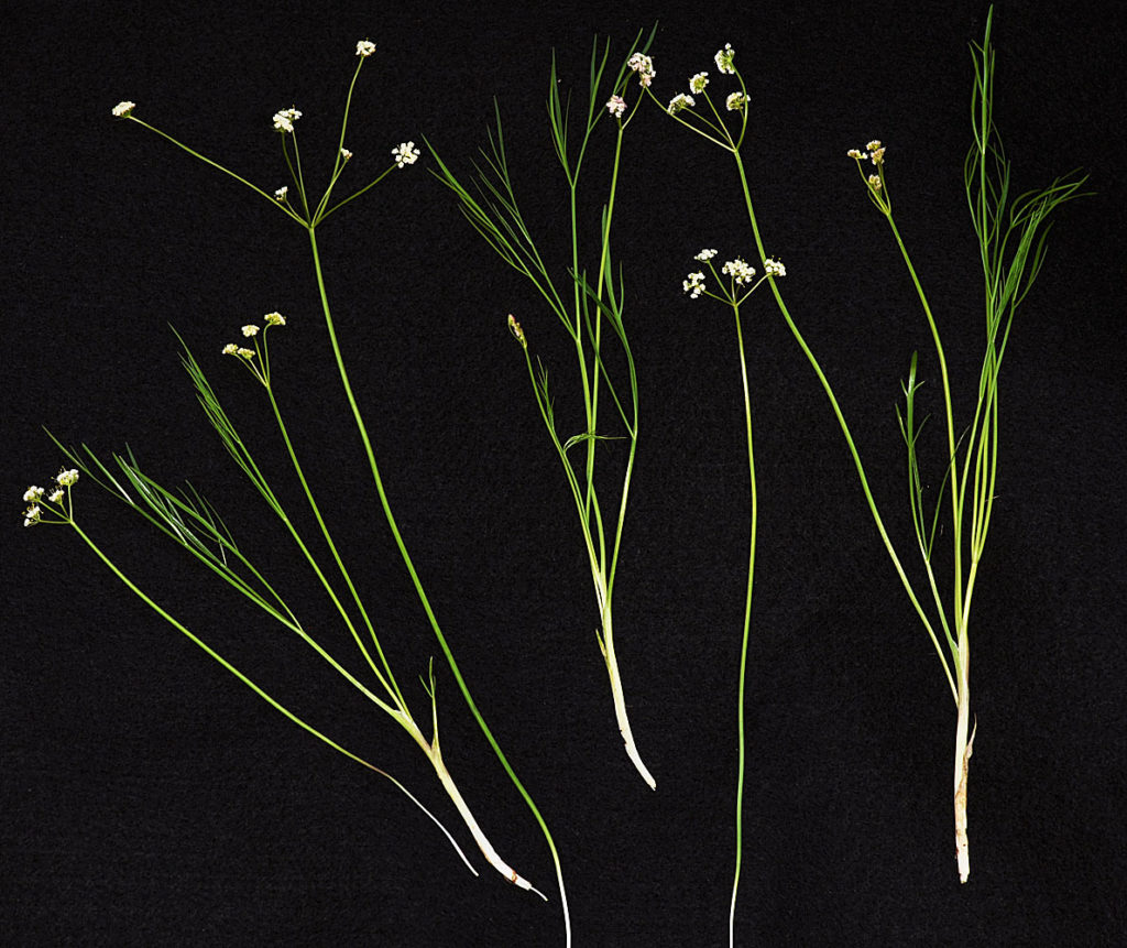 Flora of Eastern Washington Image: Tauschia tenuissima many plants in lab