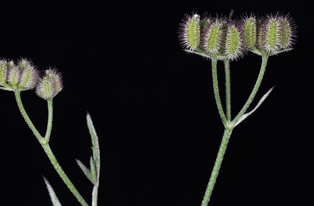 Flora of Eastern Washington Image: Torilis nodosa bulb stems and branches
