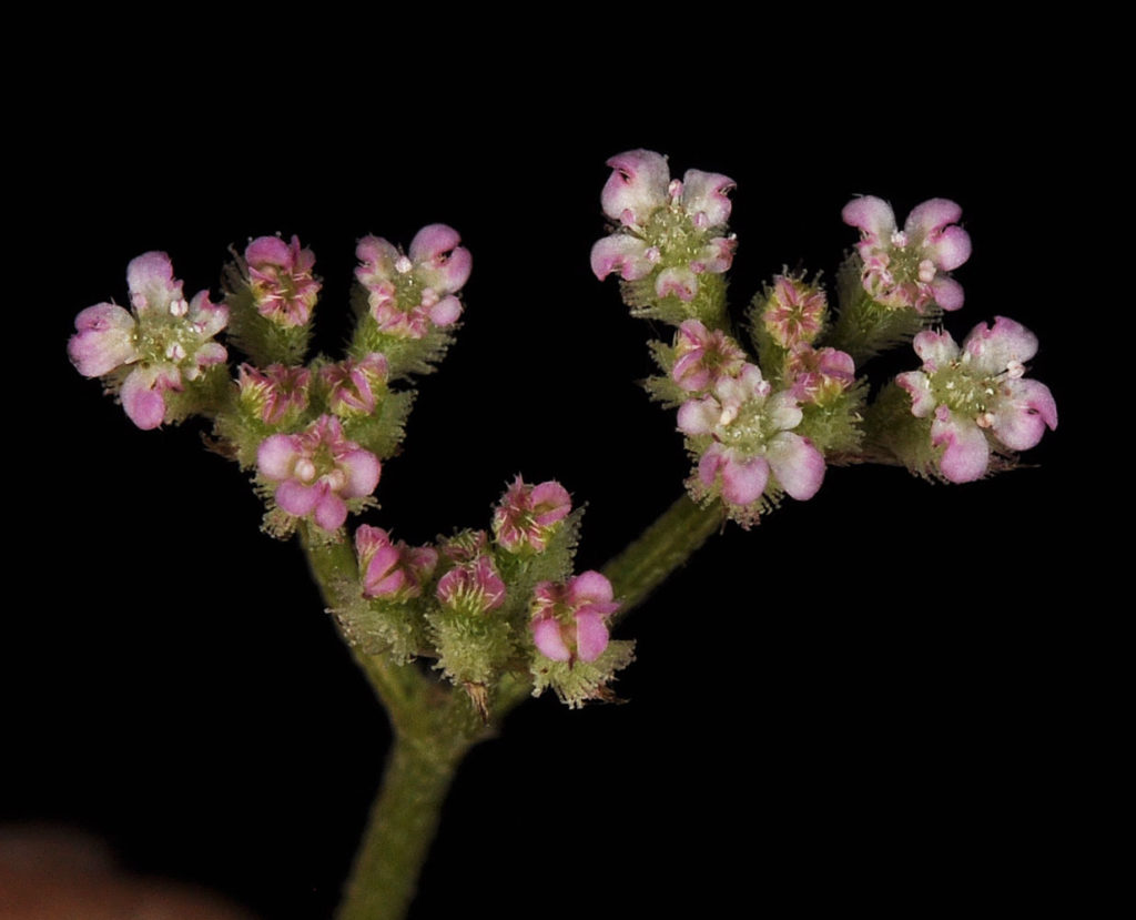 Flora of Eastern Washington Image: Torilis nodosa flowers and stems