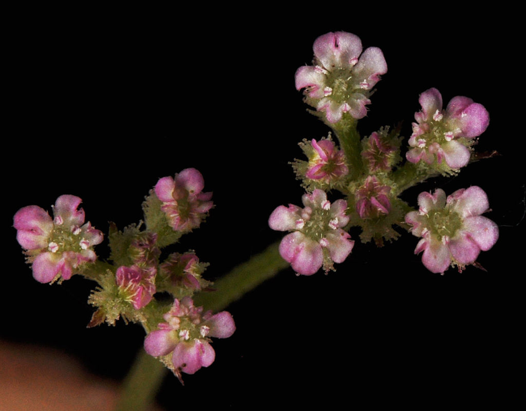 Flora of Eastern Washington Image: Torilis nodosa flowers