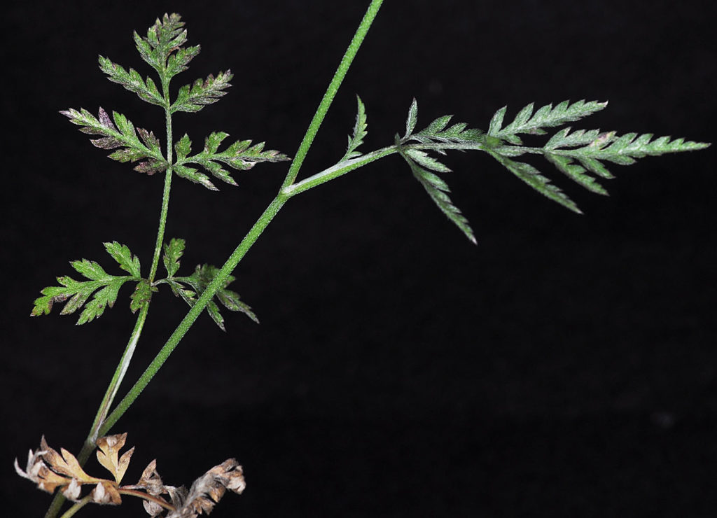 Flora of Eastern Washington Image: Torilis nodosa stems