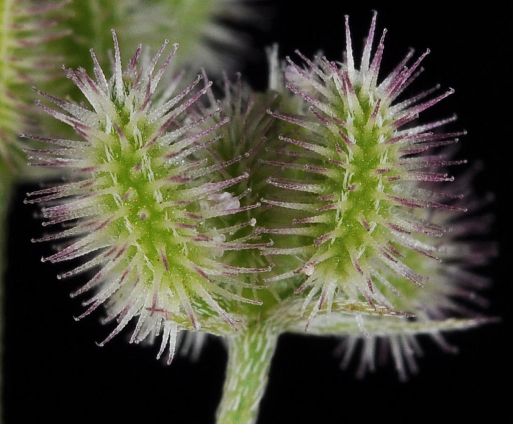 Flora of Eastern Washington Image: Torilis nodosa two bulbs