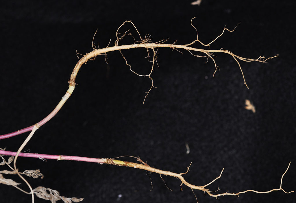 Flora of Eastern Washington Image: Torilis nodosa roots