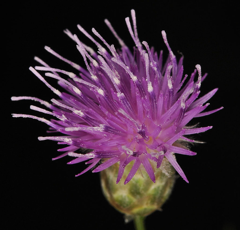 Flora of Eastern Washington Image: Acroptilon repens 11
