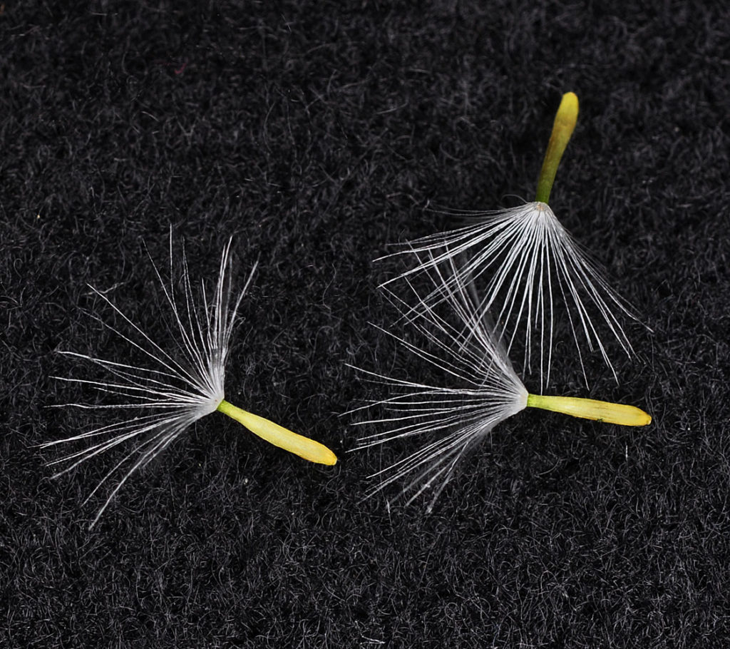 Flora of Eastern Washington Image: Crepis runcinata 19