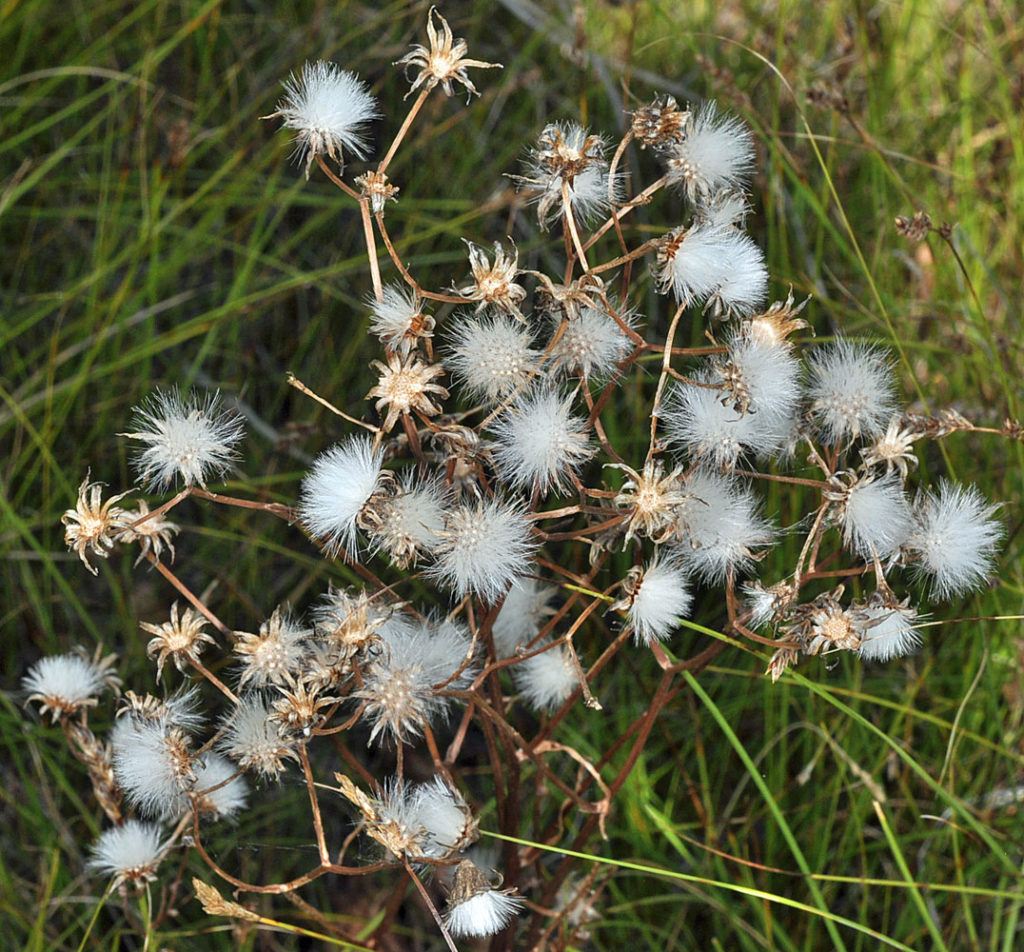 Flora of Eastern Washington Image: Crepis runcinata 21