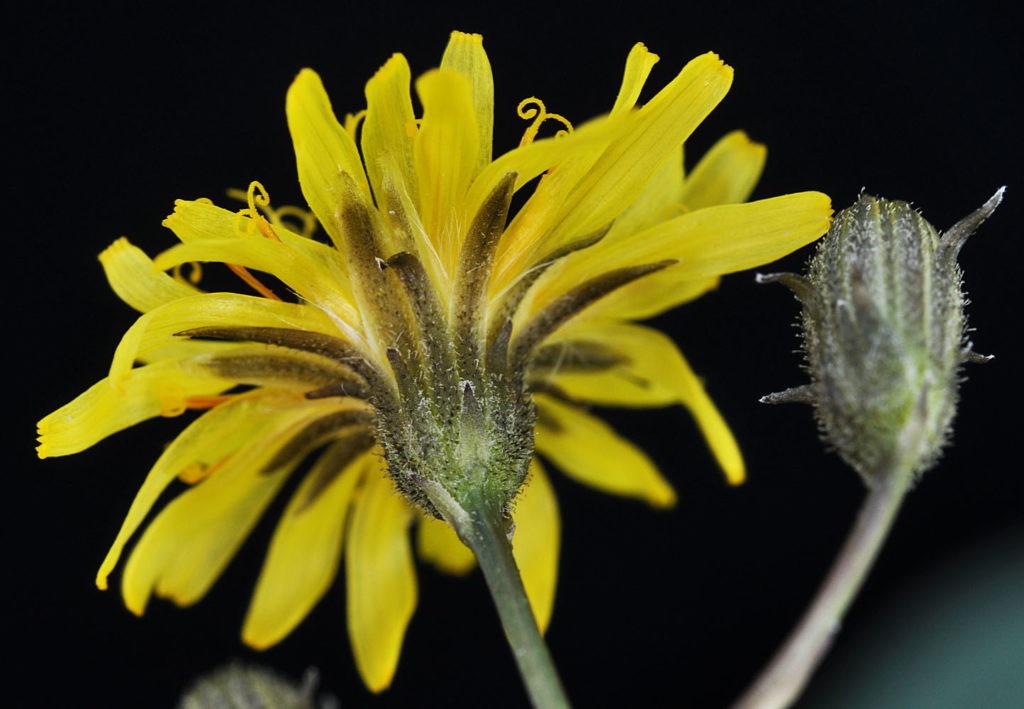 Flora of Eastern Washington Image: Crepis runcinata 14