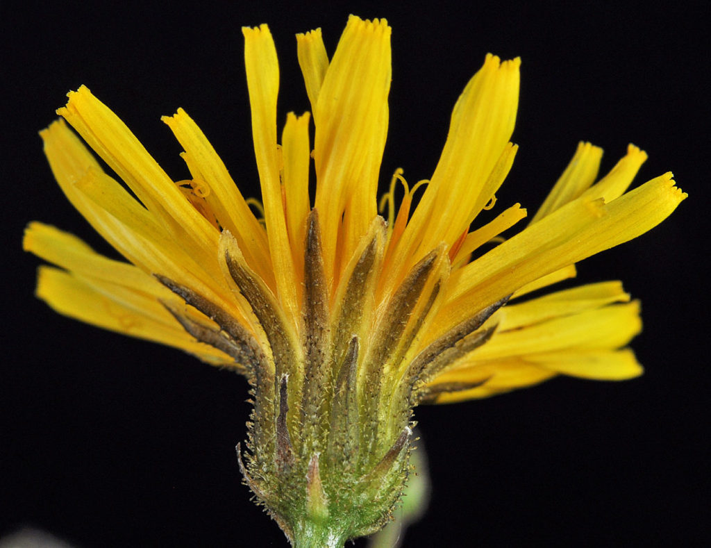 Flora of Eastern Washington Image: Crepis runcinata 13