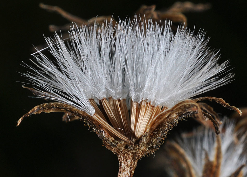 Flora of Eastern Washington Image: Crepis runcinata 18