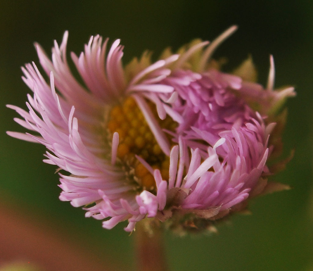 Flora of Eastern Washington Image: Erigeron philadelphicus 11