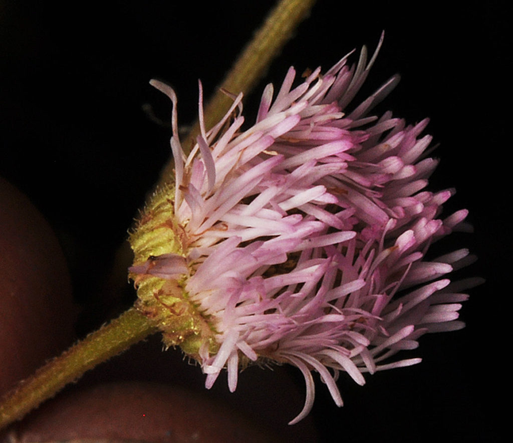 Flora of Eastern Washington Image: Erigeron philadelphicus 8