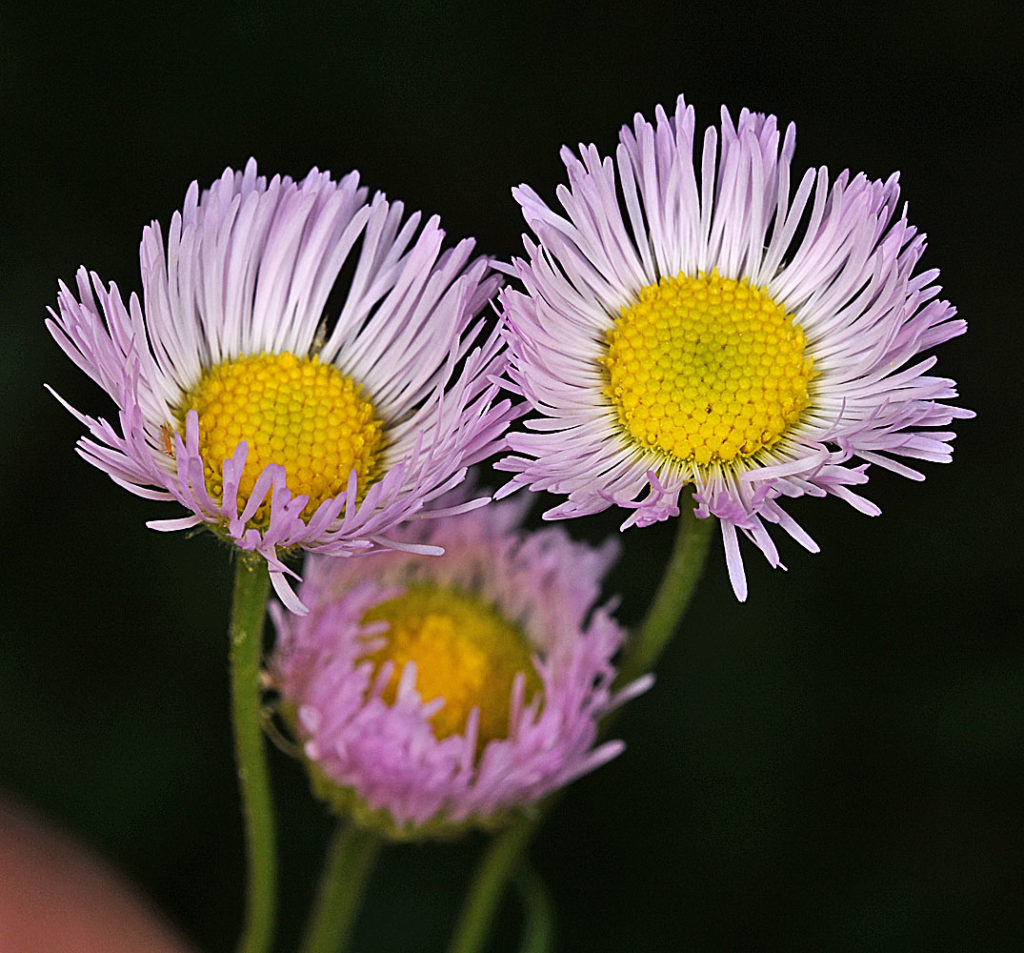 Flora of Eastern Washington Image: Erigeron philadelphicus 22