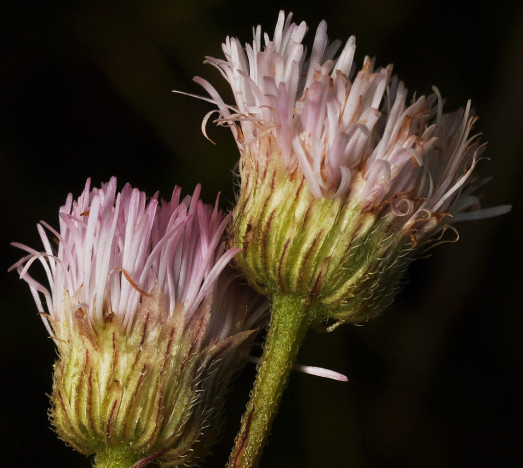 Flora of Eastern Washington Image: Erigeron philadelphicus 6