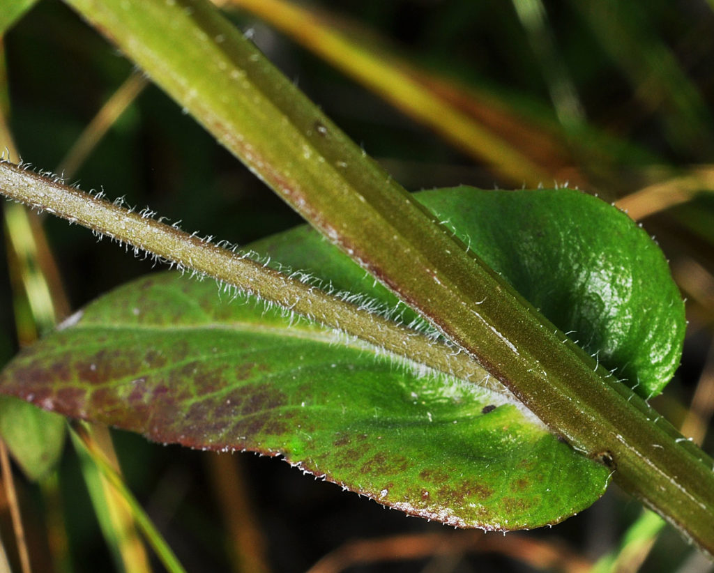 Flora of Eastern Washington Image: Erigeron philadelphicus