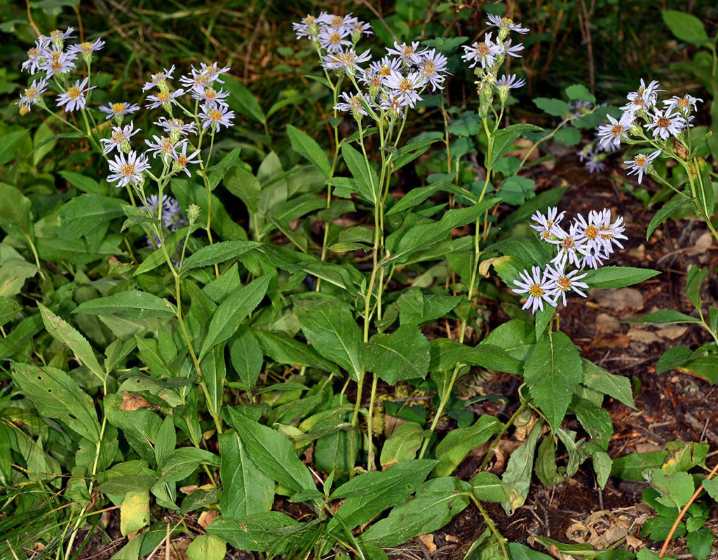Flora of Eastern Washington Image: Eurybia conspicua