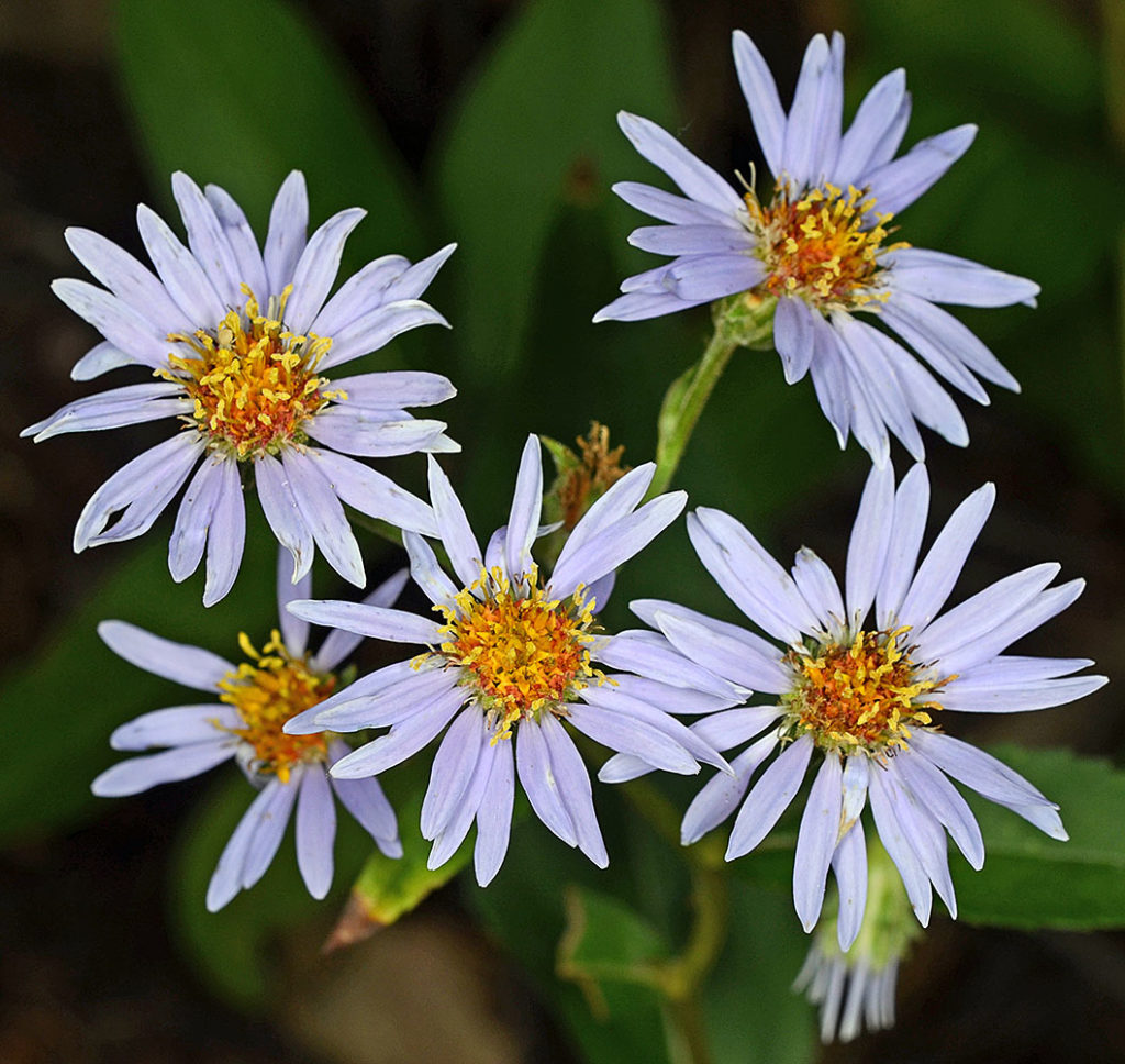 Flora of Eastern Washington Image: Eurybia conspicua 10