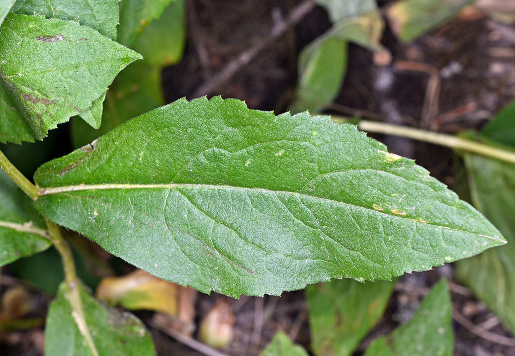 Flora of Eastern Washington Image: Eurybia conspicua 4