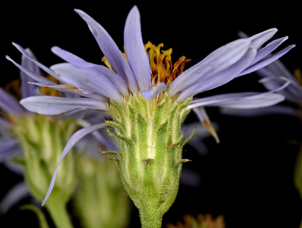 Flora of Eastern Washington Image: Eurybia conspicua 7