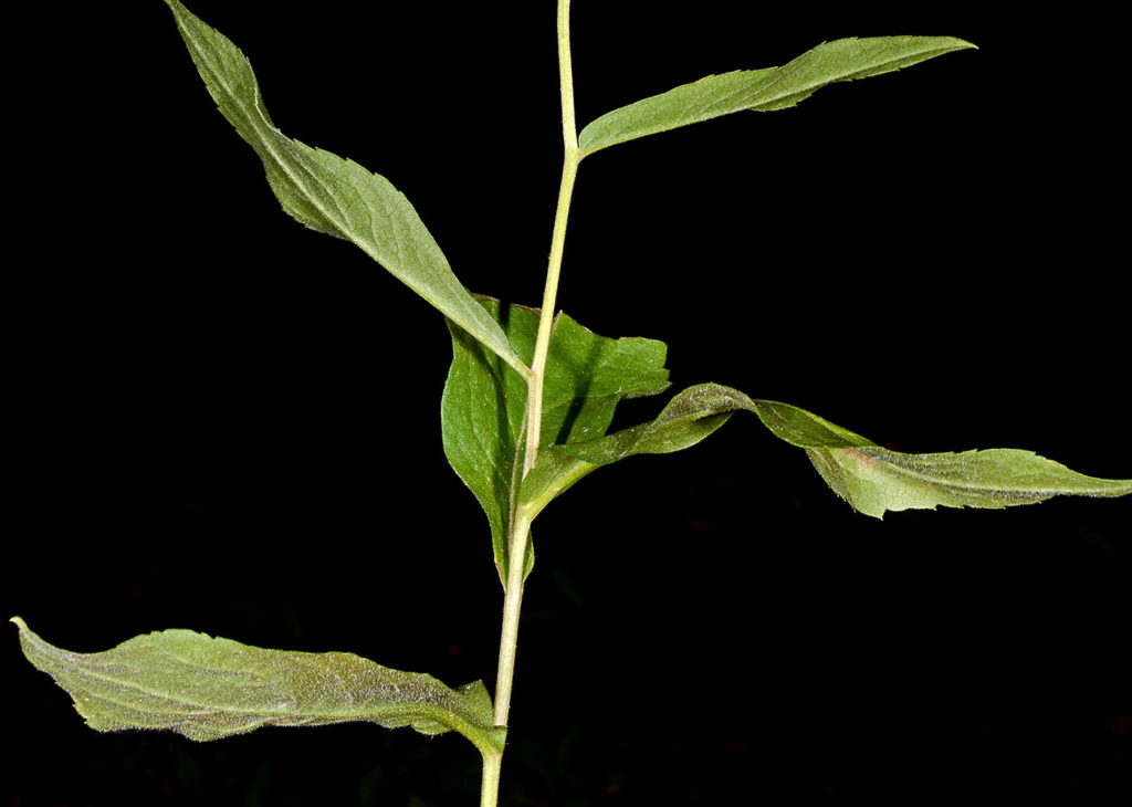 Flora of Eastern Washington Image: Eurybia conspicua 3