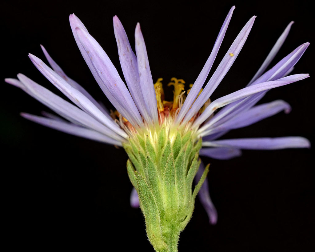Flora of Eastern Washington Image: Eurybia conspicua 8