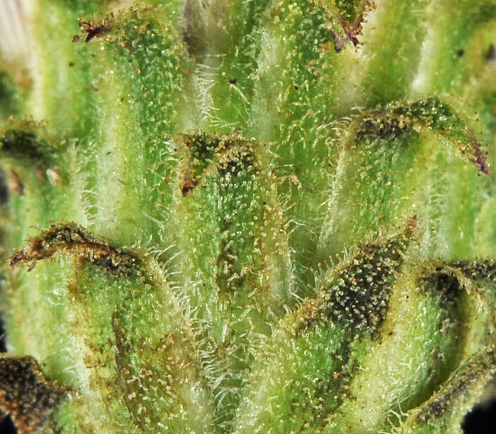 Flora of Eastern Washington Image: Eurybia conspicua 20