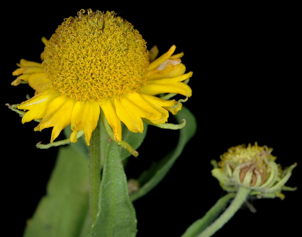 Flora of Eastern Washington Image: Helenium autumnale 21