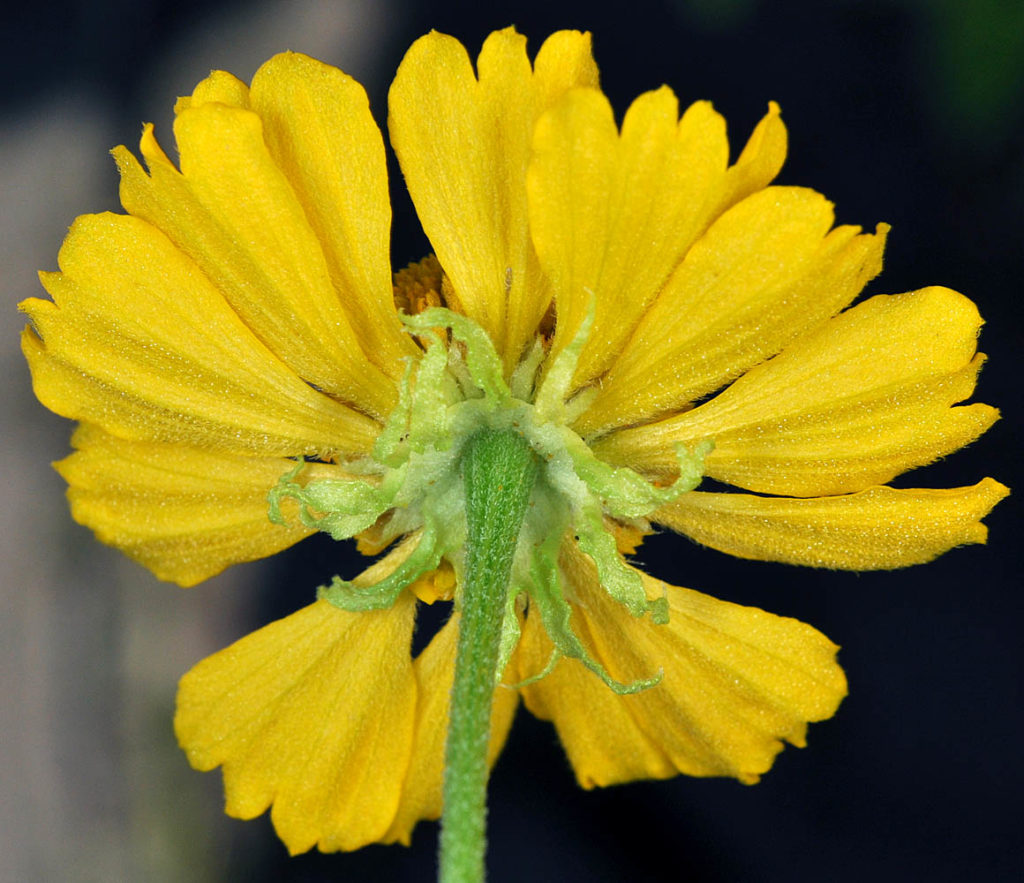 Flora of Eastern Washington Image: Helenium autumnale 19