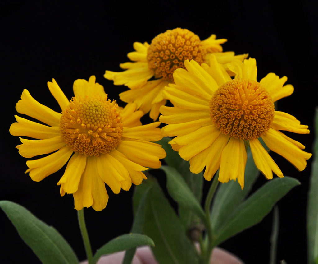 Flora of Eastern Washington Image: Helenium autumnale 10