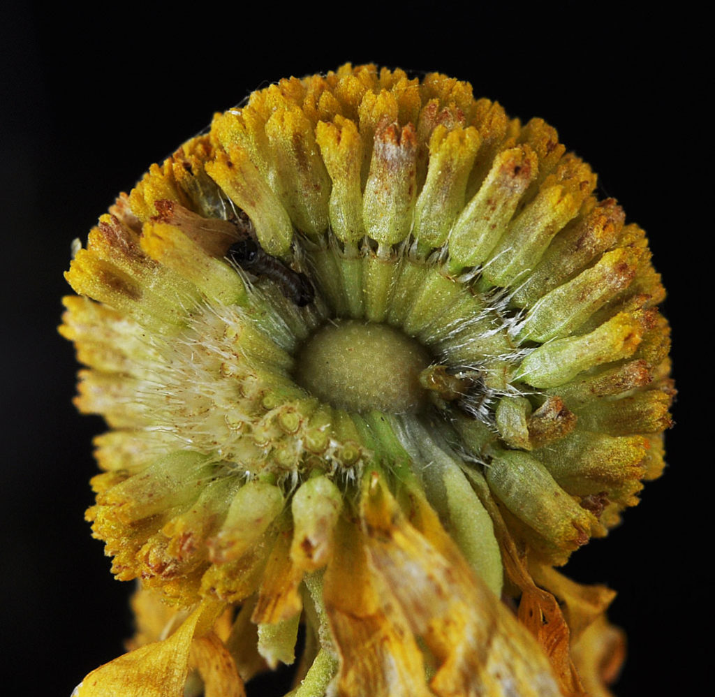 Flora of Eastern Washington Image: Helenium autumnale 11