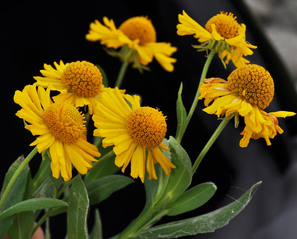 Flora of Eastern Washington Image: Helenium autumnale 9