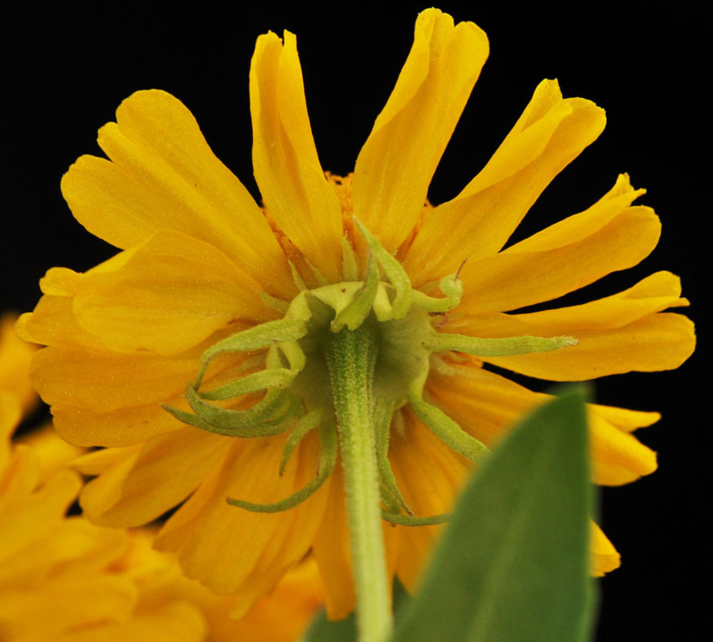 Flora of Eastern Washington Image: Helenium autumnale 6