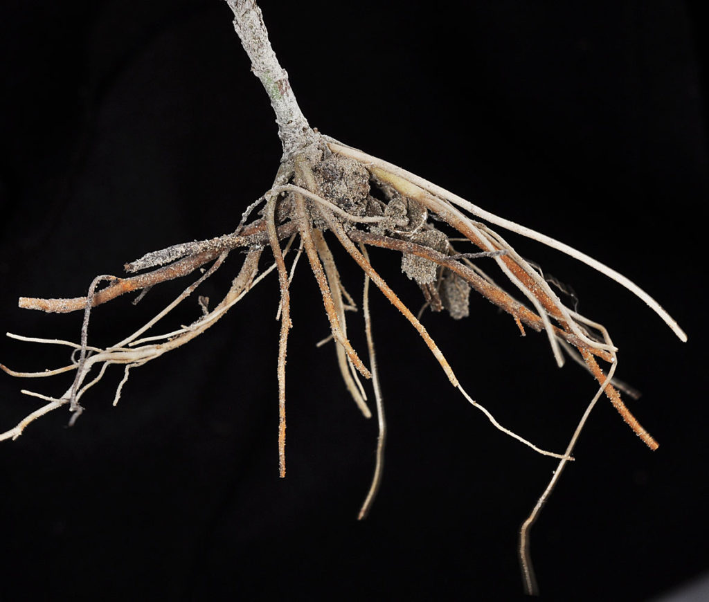 Flora of Eastern Washington Image: Helenium autumnale 3