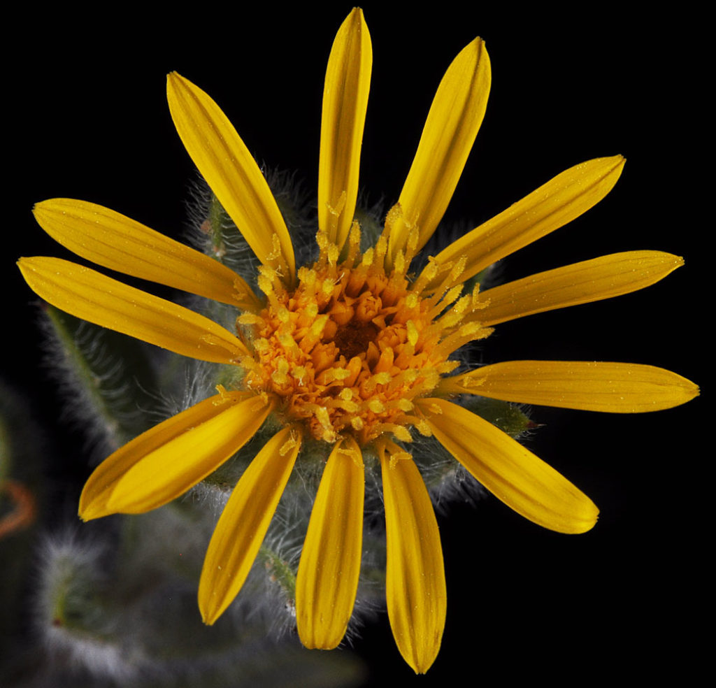 Flora of Eastern Washington Image: Heterotheca villosa 20