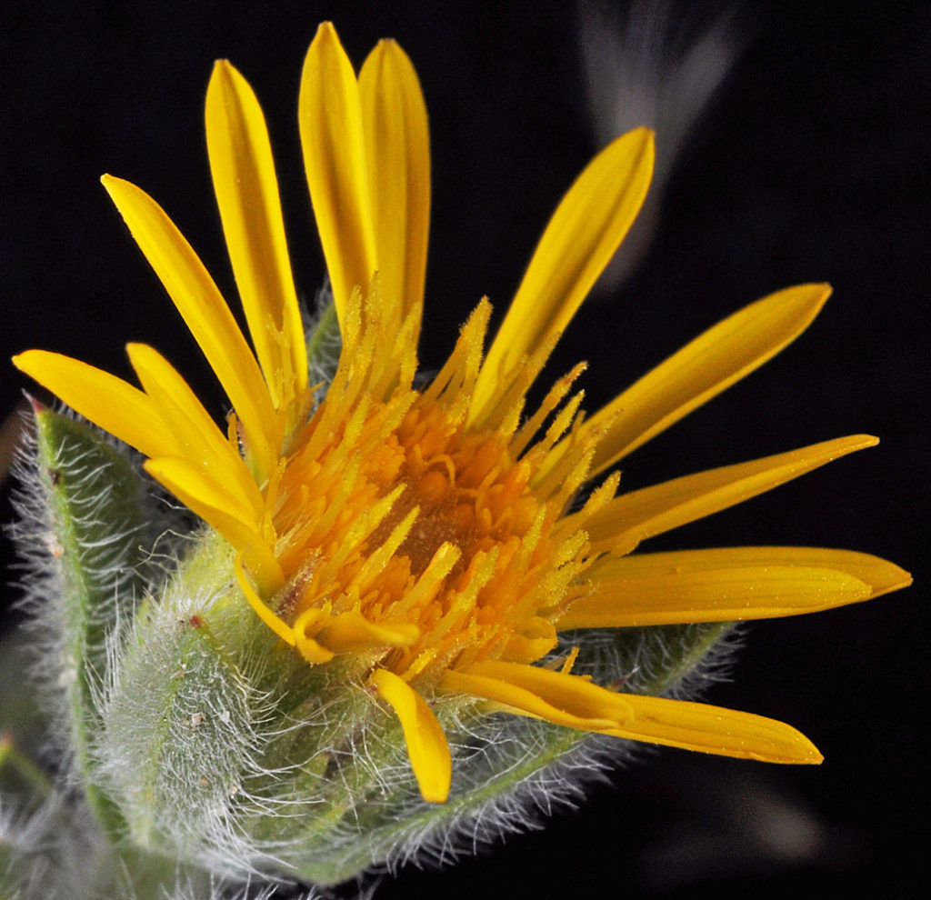 Flora of Eastern Washington Image: Heterotheca villosa 19