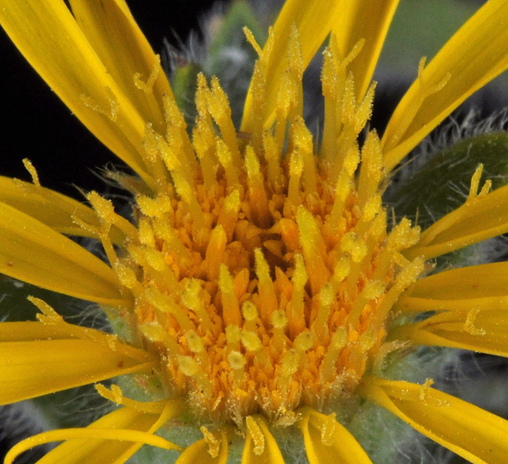 Flora of Eastern Washington Image: Heterotheca villosa 18