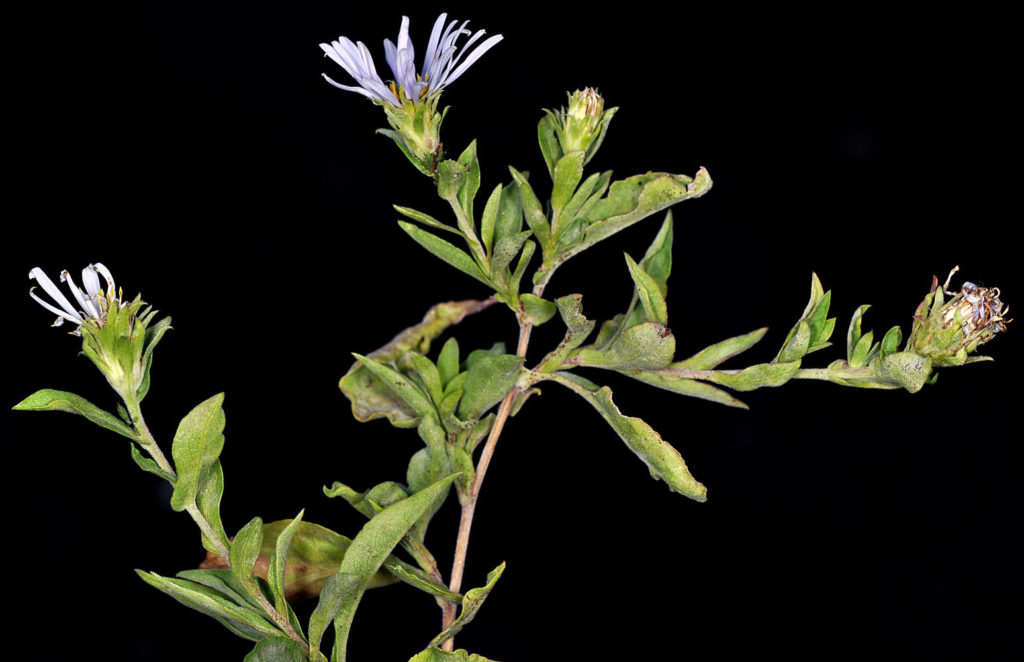 Flora of Eastern Washington Image: Symphyotrichum cusickii stem leaves and flower