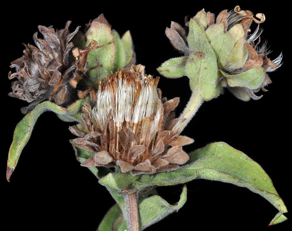 Flora of Eastern Washington Image: Symphyotrichum cusickii three bulbs