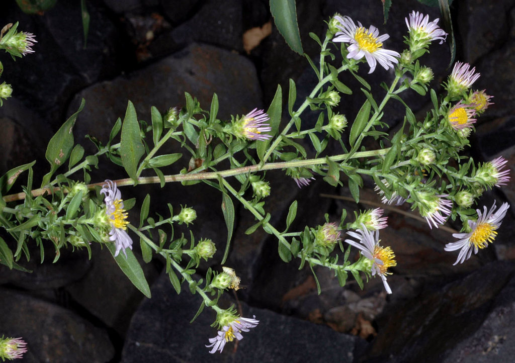 Flora of Eastern Washington Image: Symphyotrichum eatonii side view of full plant