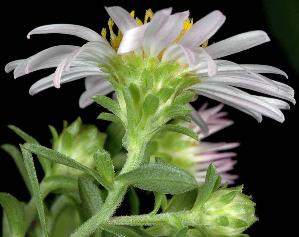 Flora of Eastern Washington Image: Symphyotrichum eatonii under side profile of flower